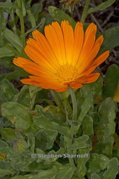 calendula suffruticosa 2 graphic
